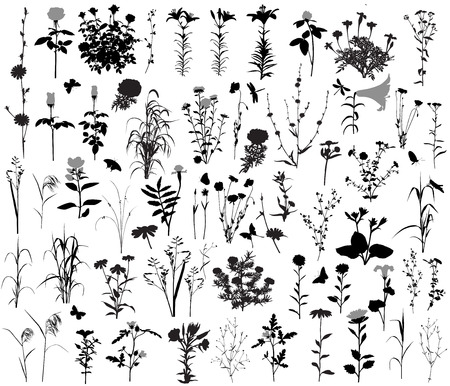 66 silhouettes of flowers and plants. 10 silhouettes of insects.のイラスト素材