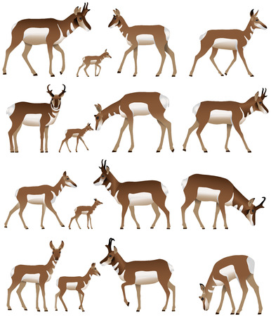 Collection of pronghorn antelopes in colour imageのイラスト素材