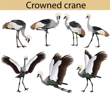Collection of crowned cranes in colour imageのイラスト素材