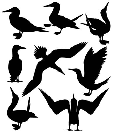 Collection of silhouettes of blue-footed boobiesのイラスト素材