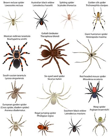 Collection of different species of spiders in colour image: southern black widow, australian black widow, mexican redknee tarantula, south russian tarantula, goliath birdeater, golden silk spider, spitting spider, regal jumping spider, red-headed mouse spider, six-eyed sand spider, giant huntsman spider, wasp spider, brown recluse spider, european garden spider (cross spider, diadem spider)のイラスト素材