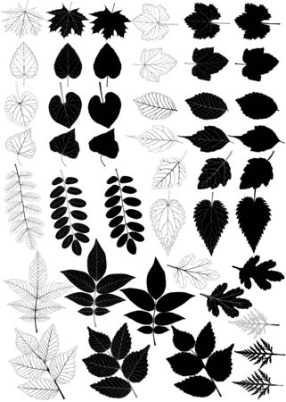 Collection of different species of foliage in silhouette and black-white image: maple, poplar, walnut, linden, elm, acacia, grape, currant, aster, ipomoea, nettle, ambrosiaのイラスト素材