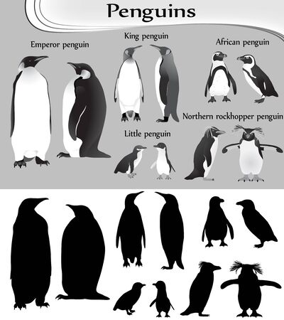 Collection of different species of penguins in black-white image and silhouette: emperor, king, little, african, northern rockhopperのイラスト素材