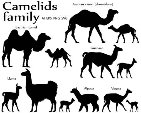 Collection of different species of mammals of camel family, adults and cubs, in silhouette: bactrian camel, arabian camel (dromedary), llama, alpaca, guanaco, vicunaのイラスト素材