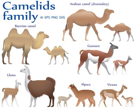 Collection of different species of mammals of camel family, adults and cubs, in colour image: bactrian camel, arabian camel (dromedary), llama, alpaca, guanaco, vicunaのイラスト素材