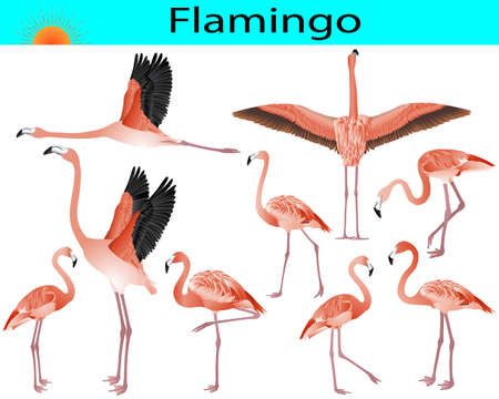 Collection of flamingo birds in color imageのイラスト素材