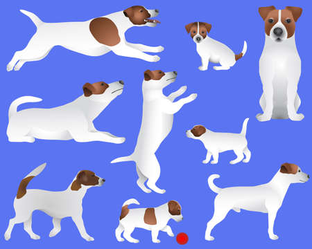 Collection of Jack Russell terrier dog breed in color imageのイラスト素材