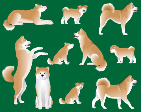 Collection of Japanese Akita or Akita Inu dog breed in color imageのイラスト素材