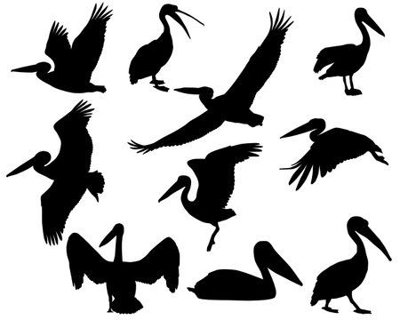 Collection of silhouettes of pelican birdsのイラスト素材