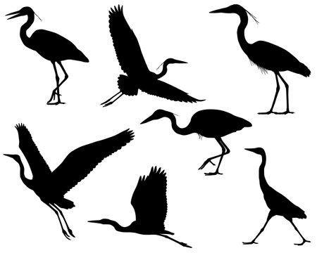 Collection of silhouettes of heron or egret birdsのイラスト素材