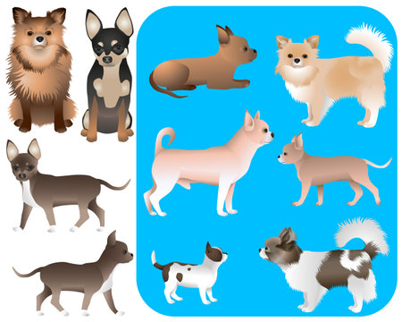 Collection of chihuahua dog breed in color imageのイラスト素材