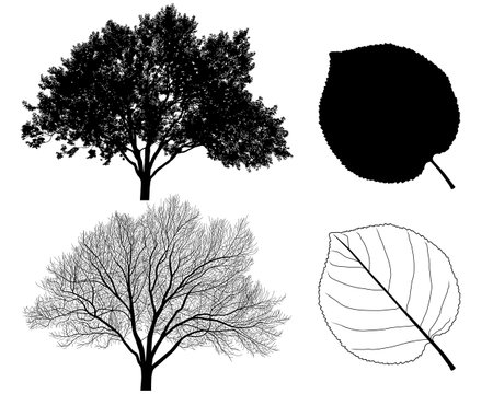 Collection of silhouettes of apricot trees and leavesのイラスト素材