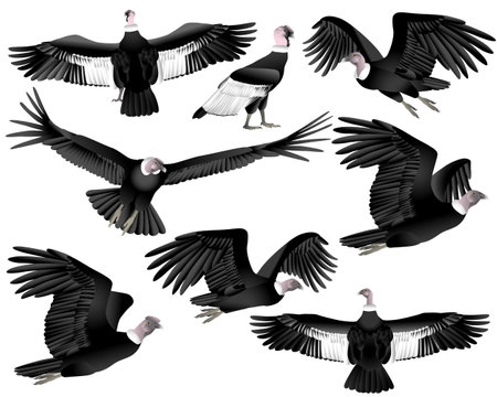 Collection of andean condor vulture bird in color imageのイラスト素材