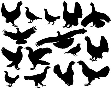 Collection of silhouettes of capercaillie birds, also called western capercaillie or wood grouseのイラスト素材