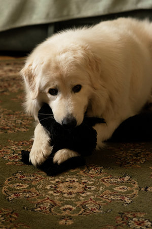 Golden Retriever puppy with a teddy bear on the carpet
