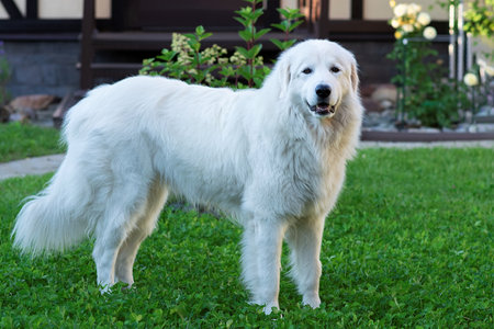 White Retriever dog standing on the green grass in the garden