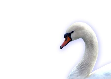 white background with a large swanの写真素材