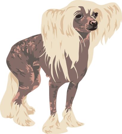 Chinese Crested dog breed on a white background detail is drawnのイラスト素材