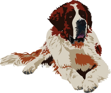 Saint Bernard dog breed on a white backgroundのイラスト素材