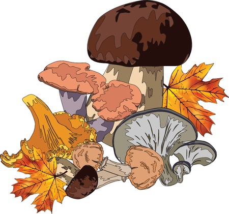 autumn still life with mushrooms and maple leaves on a white backgroundのイラスト素材