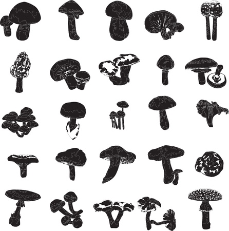 set of various black and white mushroomsのイラスト素材