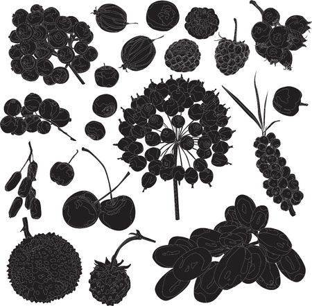 set of silhouettes of different berries on a white backgroundのイラスト素材