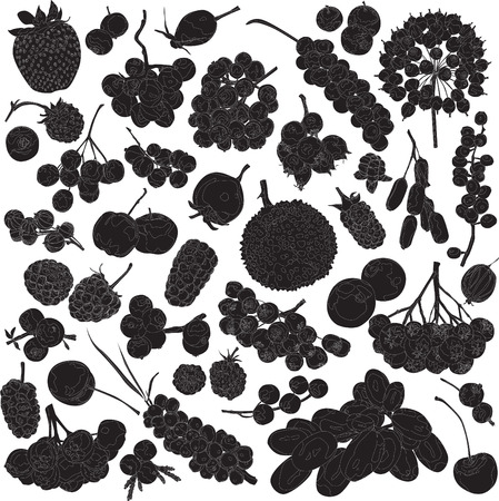 silhouettes of different berries on a white background のイラスト素材