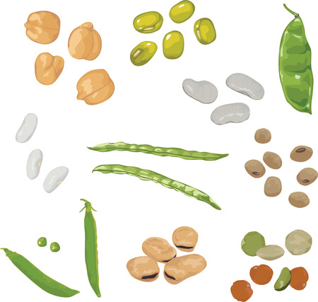 set of different beans on white backgroundのイラスト素材