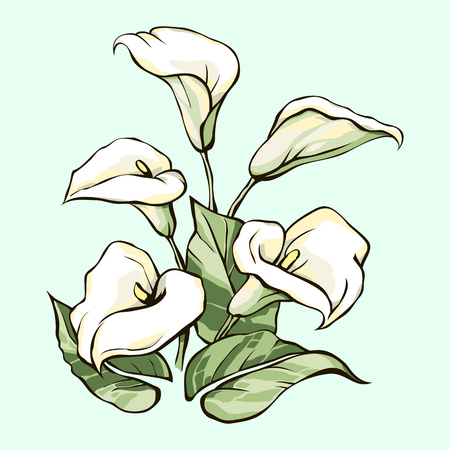 Bouquet of white callasのイラスト素材