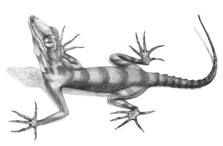 Lizard  hand-drawn illustration in sketch style.Realistic drawing in graphite pencil on a white background.の写真素材