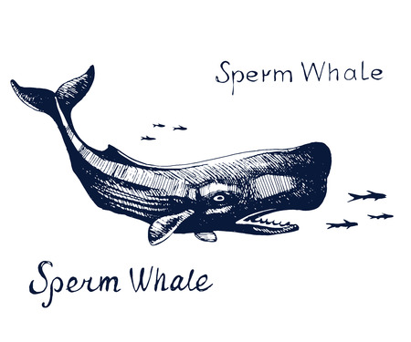 A Sperm whale, the animal on the hunt for fishのイラスト素材
