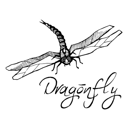 Hand drawn ink vector illustration of dragonfly sketch style isoのイラスト素材