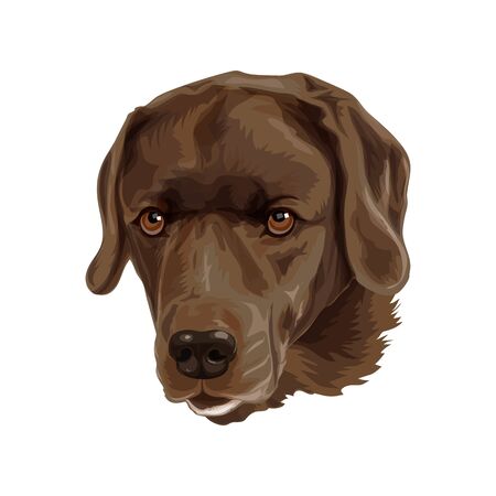 Dog breed is brown labradorのイラスト素材