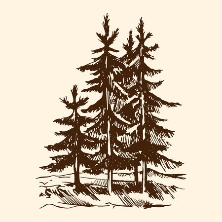 Vector sketch silhouette of a Canadian pine tree. The conifer tree isolated on a beige backgroundのイラスト素材