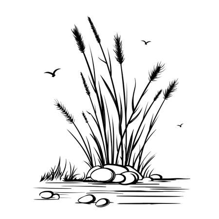 Vector black outline drawing. Desert steppe plants, feather grass, bushes, algae, pampas bunches. Nature, prairie landscapeのイラスト素材