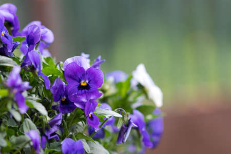 purple flowers