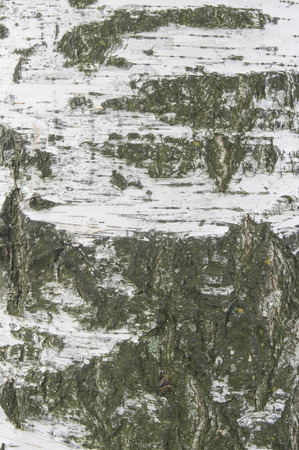 The texture of a tree trunk close-upの写真素材