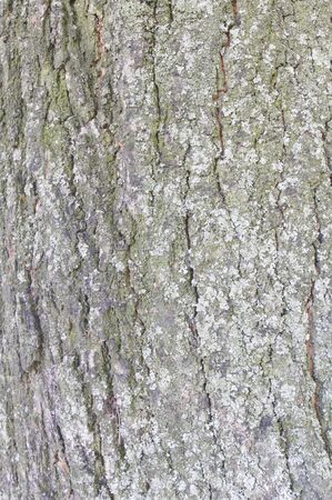 Texture of a tree trunkの写真素材