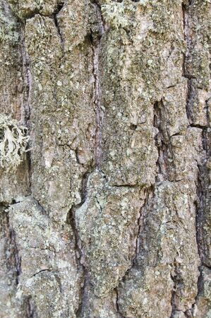 Texture of a tree trunkの写真素材