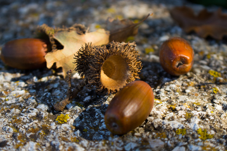 Background with autumn leaves and acorns close-up. Macro of acorns. Acorns fallen on the wall and...