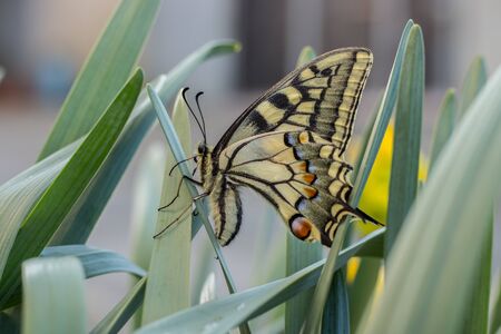 A beautiful swallowtail butterfly on narcissus flowers