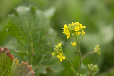 The organic cultivation of turnip broccoliの写真素材