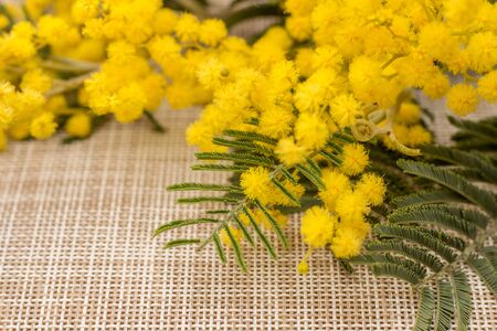 The mimosa's flowers on backgroundの写真素材