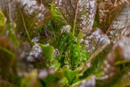 The organic cultivation of lettuceの写真素材