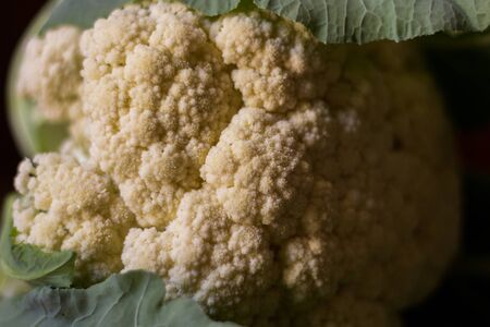 closeup of freshly harvested cauliflower, organic farmingの写真素材