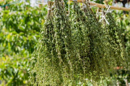 oregano, dry in the sunの写真素材