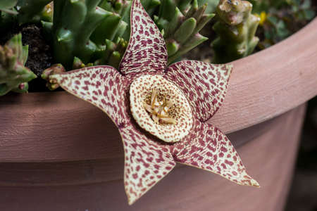 Stapelia is a genus of low-growing, spineless, stem succulent plants, predominantly from South...
