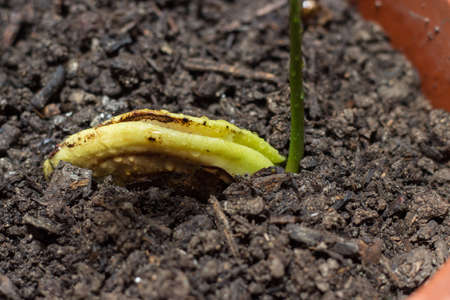 Mango seedling born from seedの写真素材