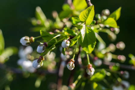 Blooming black cherry tree in the garden.の写真素材