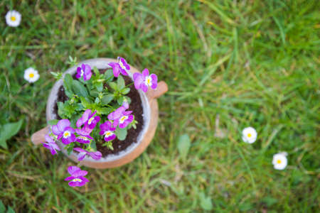 Beautiful purple pansies in the pot. Spring time.